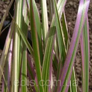 Декоративні Злаки Декоративні Злаки