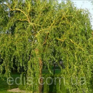 Верба Верба