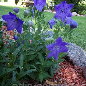 Дзвіночки Дзвіночки