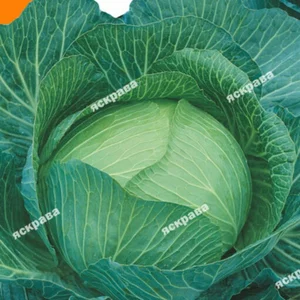 Насіння капусти білокачанної Насіння капусти білокачанної