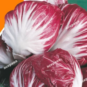 Насіння цикорію Насіння цикорію