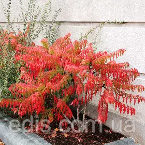 Сумах Сумах