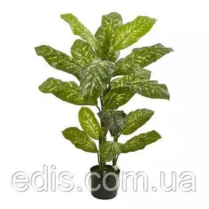 Живці кімнатних рослин Живці кімнатних рослин