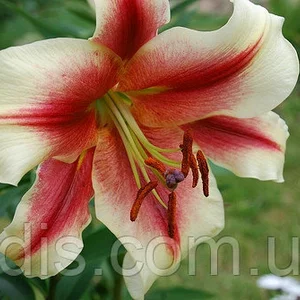 Лілії Гіганти Лілії Гіганти