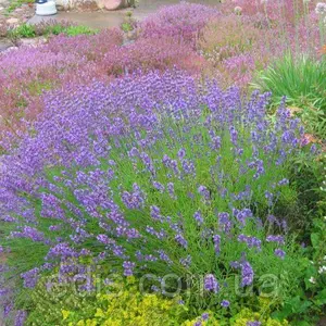 Насіння лаванди Насіння лаванди