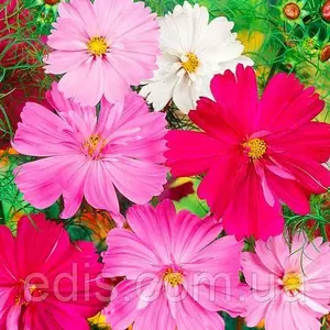 Насіння космеї Насіння космеї