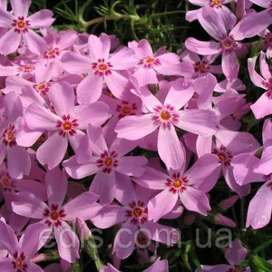 Флокс шиловидний Флокс шиловидний