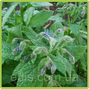 Насіння огіркової трави Насіння огіркової трави