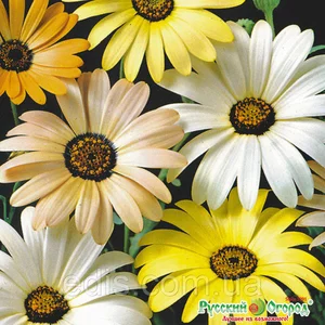 Насіння диморфотеки Насіння диморфотеки