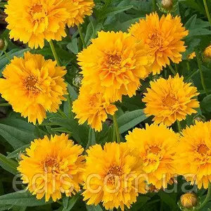 Кореопсис Кореопсис