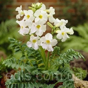 Інкарвіллея ( Incarvillea ) Інкарвіллея ( Incarvillea )