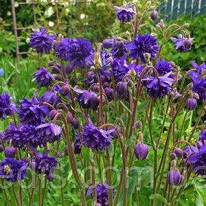 Аквілегія (водозбір) Аквілегія (водозбір)