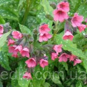 Медуниця (пулмонарія) Медуниця (пулмонарія)