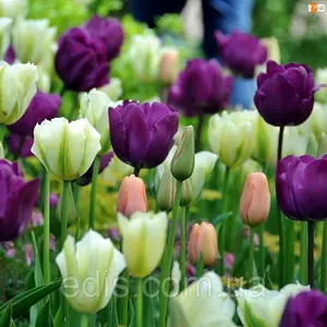 Арт-набори та колекції рослин Арт-набори та колекції рослин