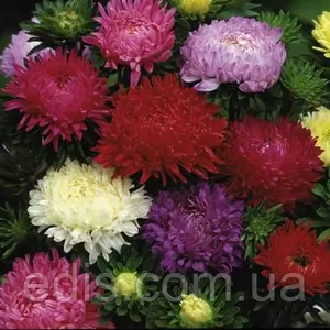 Насіння айстри Насіння айстри