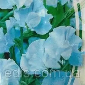 Насіння запашного горошку Насіння запашного горошку