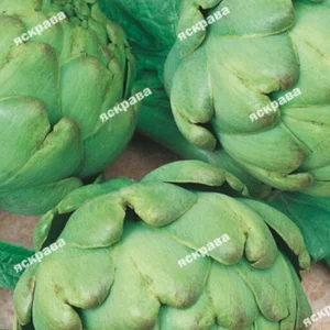 Насіння артишоку Насіння артишоку