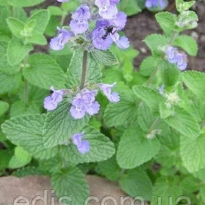 Насіння пряних і лікарських трав Насіння пряних і лікарських трав