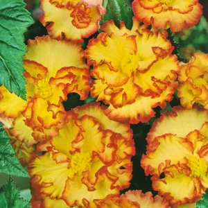 Бегонія бульбова Бегонія бульбова