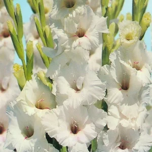 Гладіолуси Крупноквіткові Гладіолуси Крупноквіткові