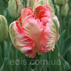 Тюльпани Папугові Тюльпани Папугові