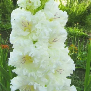 Гладіолуси Гофровані Гладіолуси Гофровані