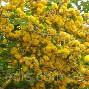 Керрия Керрия