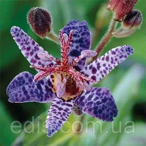 Трицитрис ( Садова орхідея ) Трицитрис ( Садова орхідея )