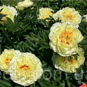 Саджанці півоній ІТО-гібридів Саджанці півоній ІТО-гібридів