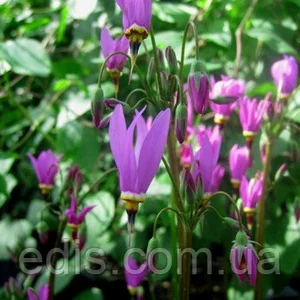 Додекатеон Додекатеон