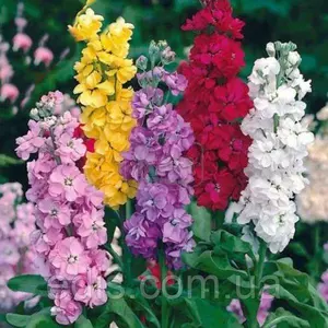 Насіння левкої Насіння левкої