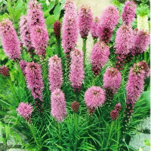 Ліатріс Ліатріс