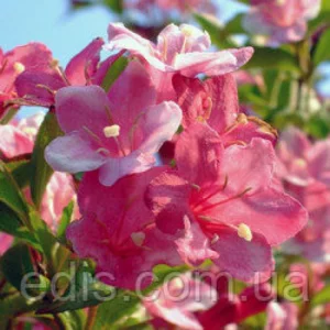 Вейгела Вейгела