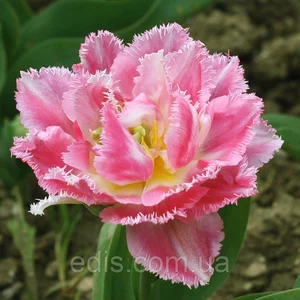 Тюльпани Махрові Бахромчаті Тюльпани Махрові Бахромчаті