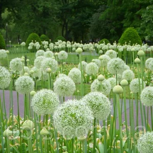 Алліум (Цибуля декоративна) Алліум (Цибуля декоративна)