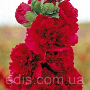 Насіння мальви Насіння мальви