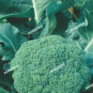 Насіння капусти броколі Насіння капусти броколі