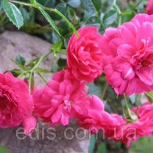 Грунтопокривні троянди Грунтопокривні троянди