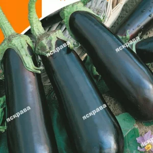 Насіння баклажана Насіння баклажана