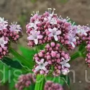 Насіння валеріани лікарської Насіння валеріани лікарської