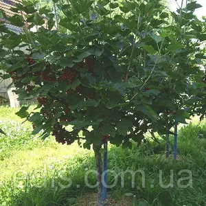 Смородина штамб Смородина штамб