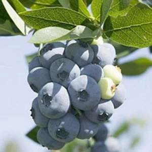 Лохина садова Лохина садова