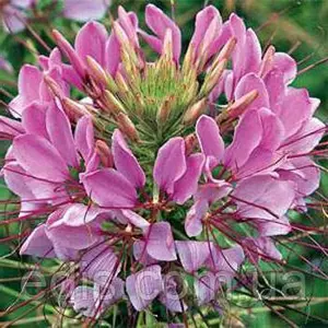 Насіння клеомы Насіння клеомы