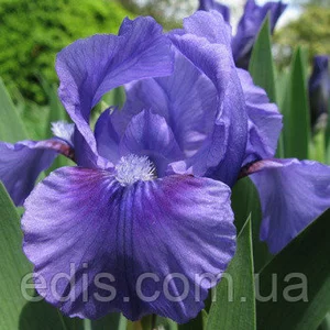 Ірис карликовий ( Pumila ) Ірис карликовий ( Pumila )