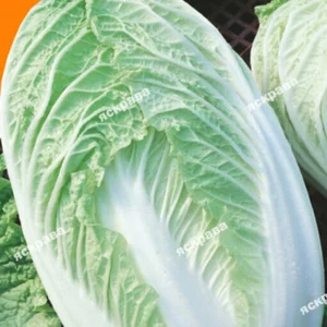 Насіння капусти китайської Насіння капусти китайської