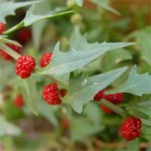 Насіння шпинату суничного Насіння шпинату суничного