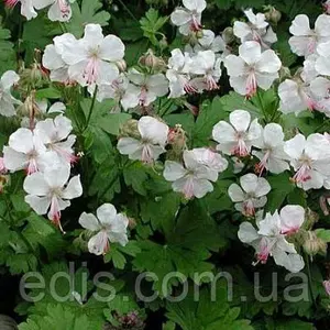 Садова Герань Садова Герань