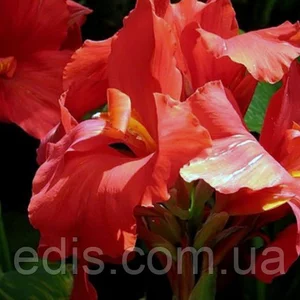 Канна Канна