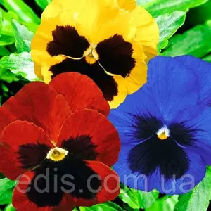 Насіння віоли Насіння віоли