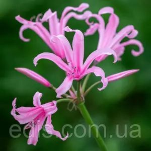 Нері́на ( Нері́не ) Нері́на ( Нері́не )